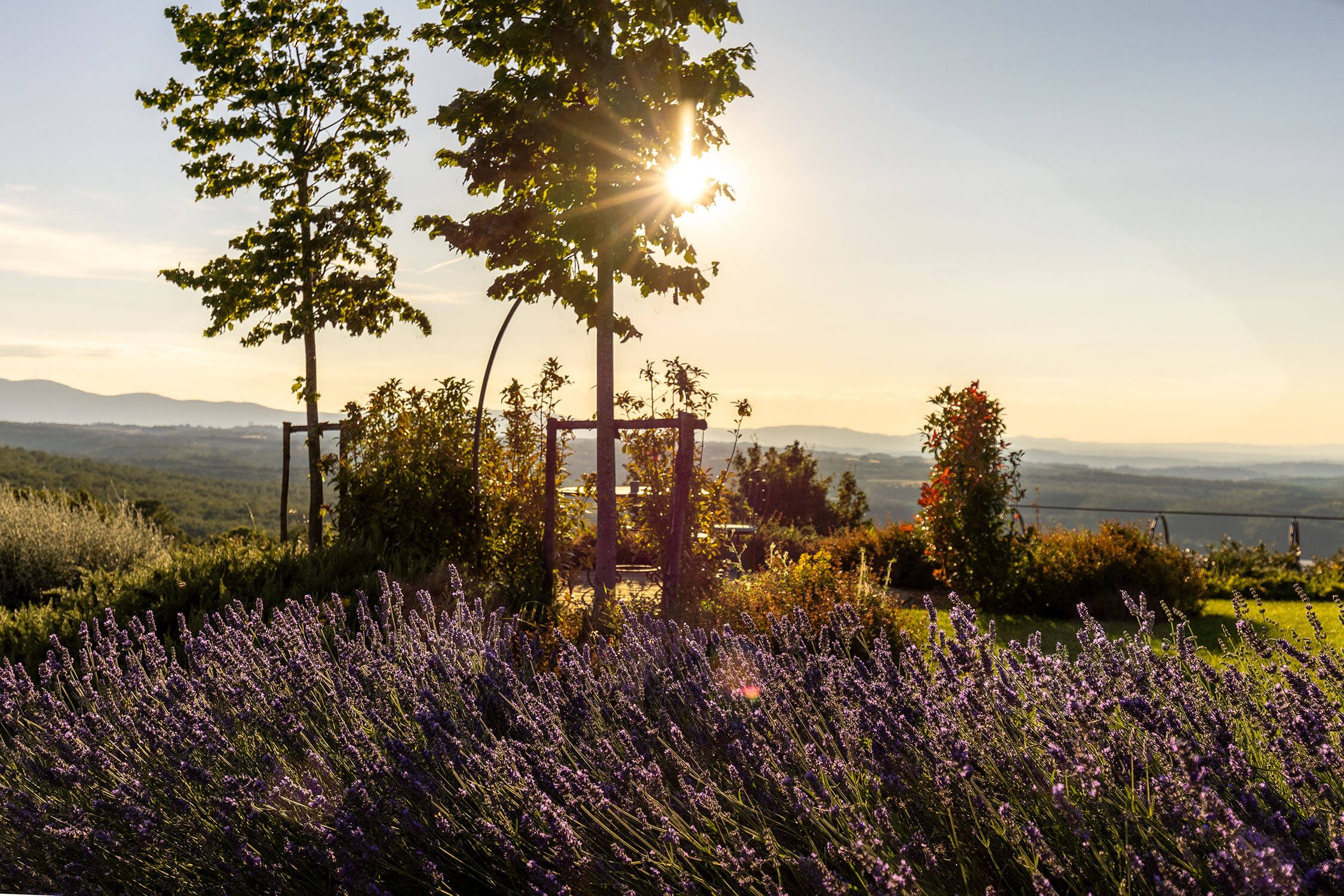 lavanda-borghi-dell-eremo